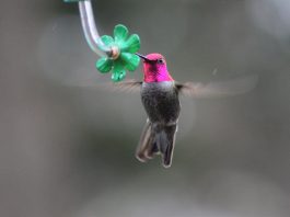 It’s time to feed the hummingbirds Anna's hummingbird