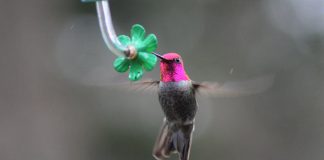 Anna's hummingbird