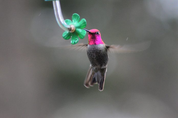 Anna's hummingbird