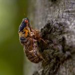 Cicadas to emerge in parts of Ohio, Pa. and West Virginia Cicada