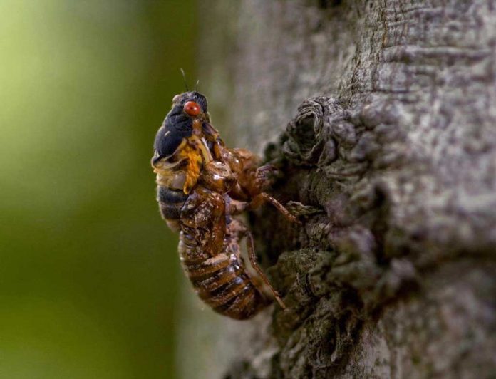Cicada Cicada