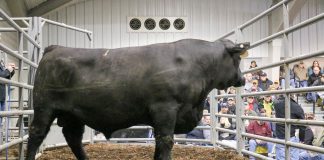 Performance-tested bull sale grosses $261,400 2019 Pennsylvania Bull Sale