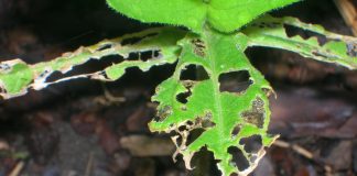 How to get rid of slugs in your garden slug damage