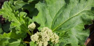 How to prevent rhubarb flowering Rhubarb flower