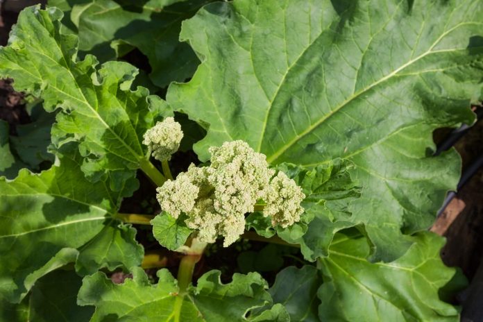 Rhubarb flower Rhubarb flower