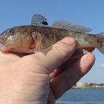How to prevent the spread of aquatic invasive species in Ohio round goby