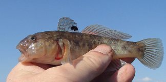 Invasive fish threatens endangered mussels in Pa. round goby