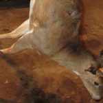 Chris Kick — Dec. 17, 2014 Chris Kick 2014 trophy deer