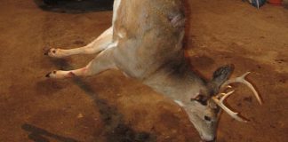 Chris Kick 2014 trophy deer