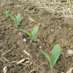 Market ignores flooding, focuses on USDA’s stocks report planting corn, newly emerged