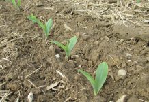 USDA webinar series to help military community enter farming planting corn, newly emerged
