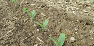 planting corn, newly emerged