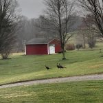 wild turkeys