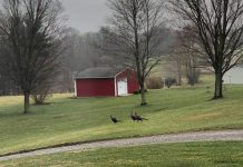 Get ready for Ohio’s wild turkey hunting season wild turkeys