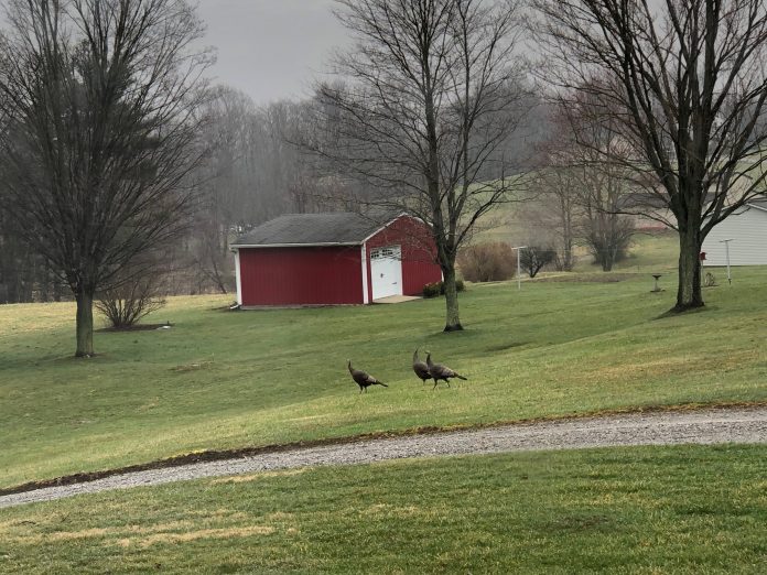 wild turkeys