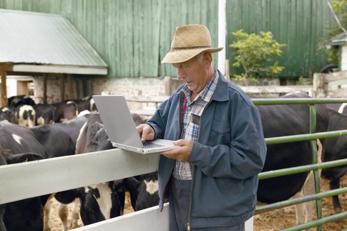 Dairy farmer working on a laptop. Dairy farmer working on a laptop in front of group of cows.
