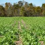 NRCS has up to $700 mil. for Conservation Stewardship Program cover crops, NRCS, conservation stewardship program, USDA