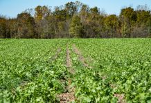 OSU Field Day set for July 31 cover crops, NRCS, conservation stewardship program, USDA