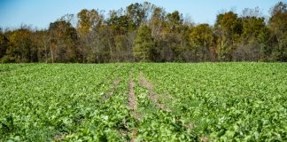 cover crops, NRCS, conservation stewardship program, USDA