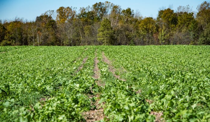 cover crops, NRCS, conservation stewardship program, USDA