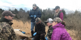 Penn State students study low elk pregnancy rates Pennsylvania Game Commission biologist with four Penn State students and their insturctor