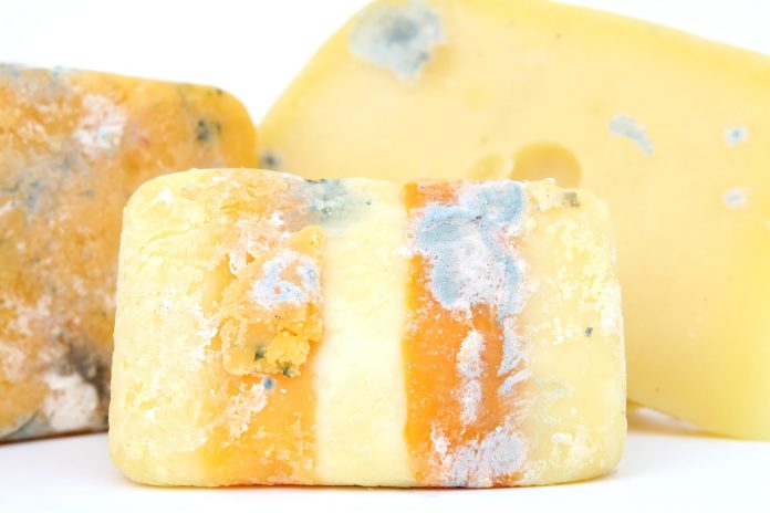 moldy cheese moldy cheese
