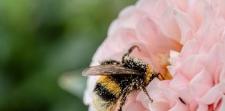 Penn State Master Gardeners honored for bee monitoring work bumble bee