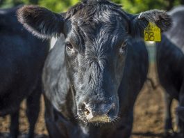 black angus beef cattle
