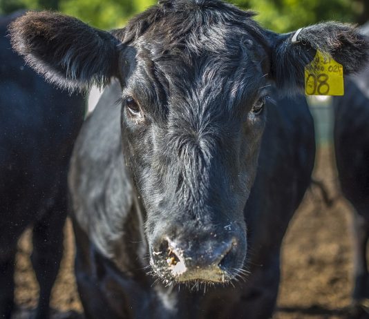 National Cattlemen’s Foundation offers 2019-20 scholarship black angus beef cattle