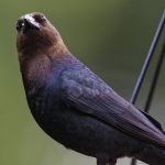 Stealthy nesting cowbirds lead a lazy life cowbird