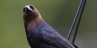 Stealthy nesting cowbirds lead a lazy life cowbird