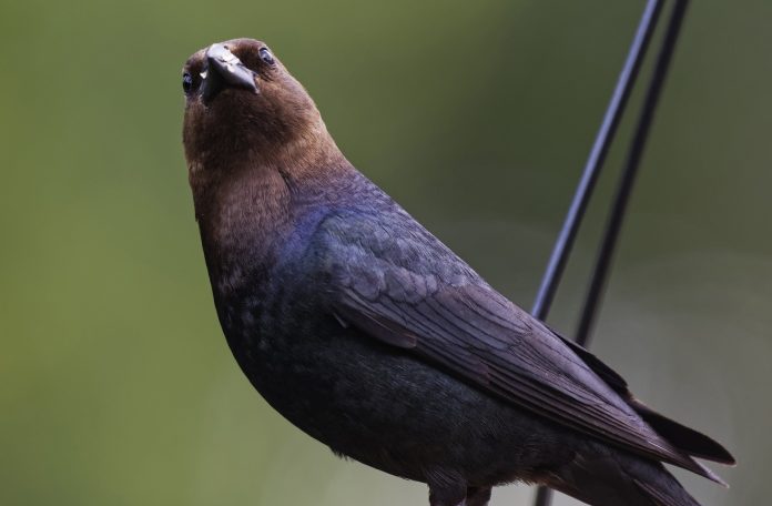 cowbird