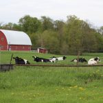 Using legumes effectively cows on pasture , dairy, farm bill,