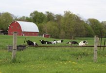 Using legumes effectively cows on pasture , dairy, farm bill,