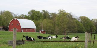 cows on pasture , dairy, farm bill,