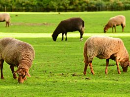 grazing sheep