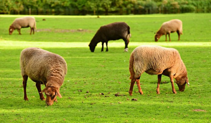 grazing sheep