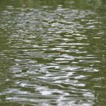 Keeping pond dam in good condition makes for easier maintenance bobber in pond