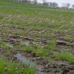 Depressed grain markets, depressed farmers wet field, corn, delayed planting, Ohio farm,