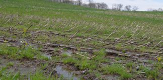 Depressed grain markets, depressed farmers wet field, corn, delayed planting, Ohio farm,