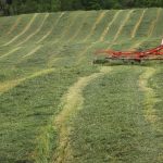 Annual forages can supplement perennial forage production forages
