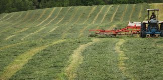 Annual forages can supplement perennial forage production forages