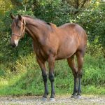 Penn State Quarter Horse Sale