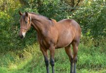 Concern grows as more horses test positive for neurological disease Penn State Quarter Horse Sale