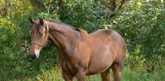 Penn State Quarter Horse Sale