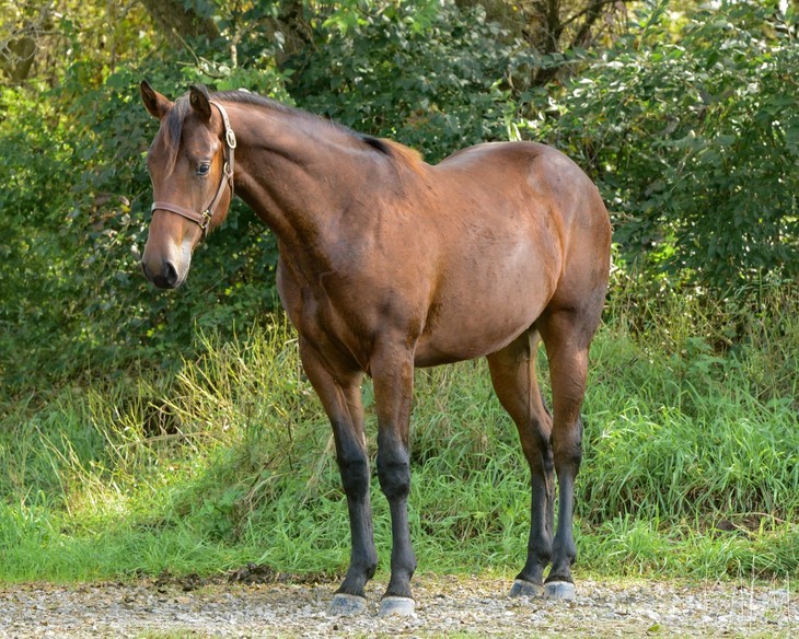 Concern grows as more horses test positive for neurological disease