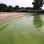 Why do harmful algae blooms happen in lakes? algae bloom lake erie