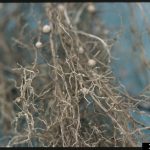 Is a soybean villain lurking in your field? soybean nematodes