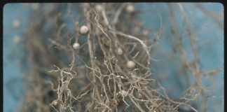 Is a soybean villain lurking in your field? soybean nematodes