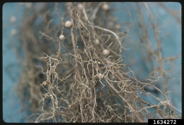 soybean nematodes soybean nematodes
